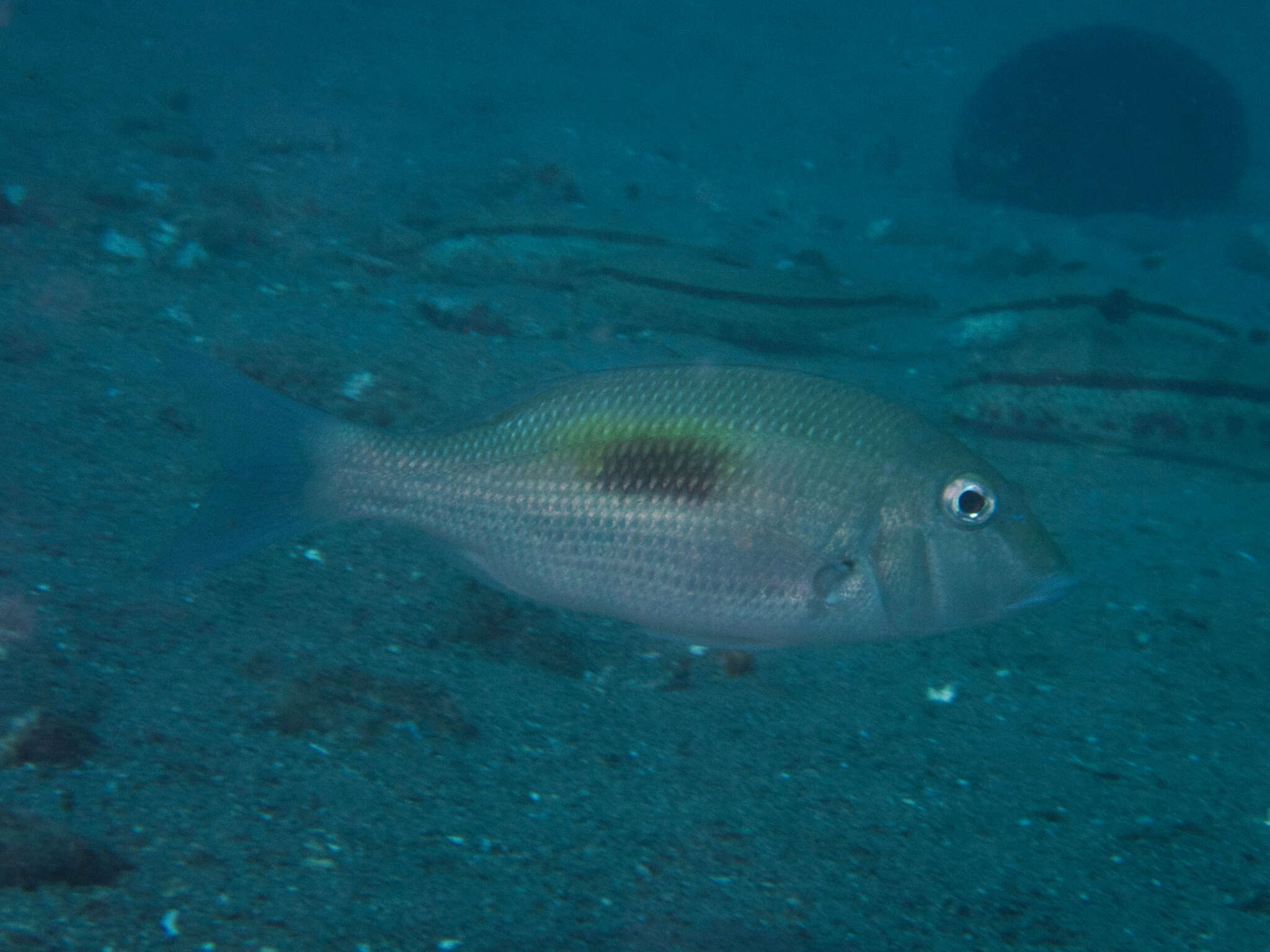 Sivun Lethrinus harak (Forsskål 1775) kuva