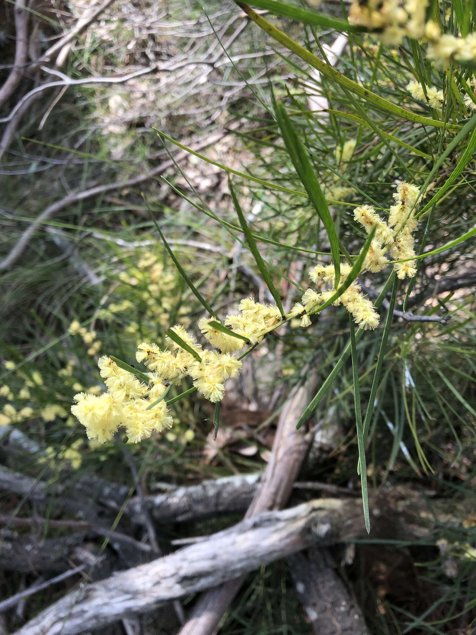 Imagem de Acacia mucronata Willd. ex H. L. Wendl.