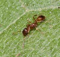 Image of European fire ant