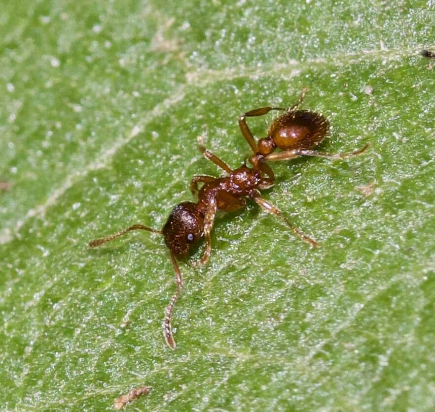 Image of European fire ant