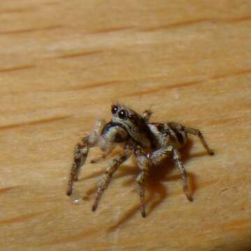 Image of Zebra spider