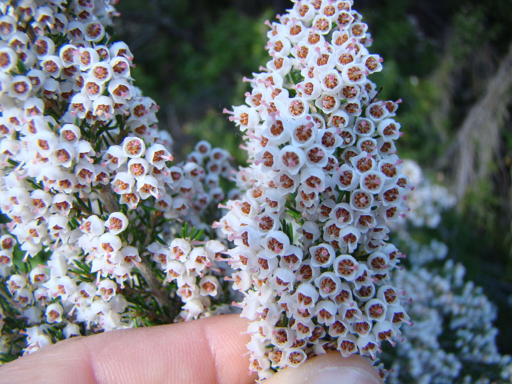 Image of Portuguese Heath