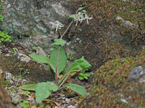 Image of Symphytum creticum (Willd.) Greuter & Rech. fil.