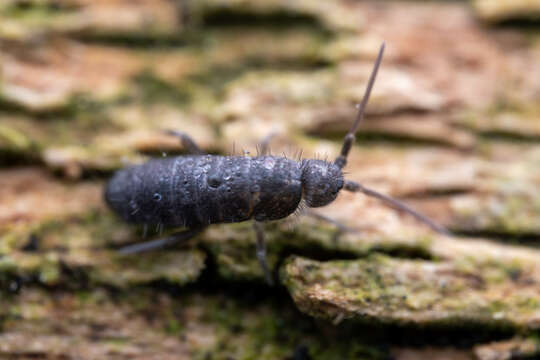 Image of Springtail