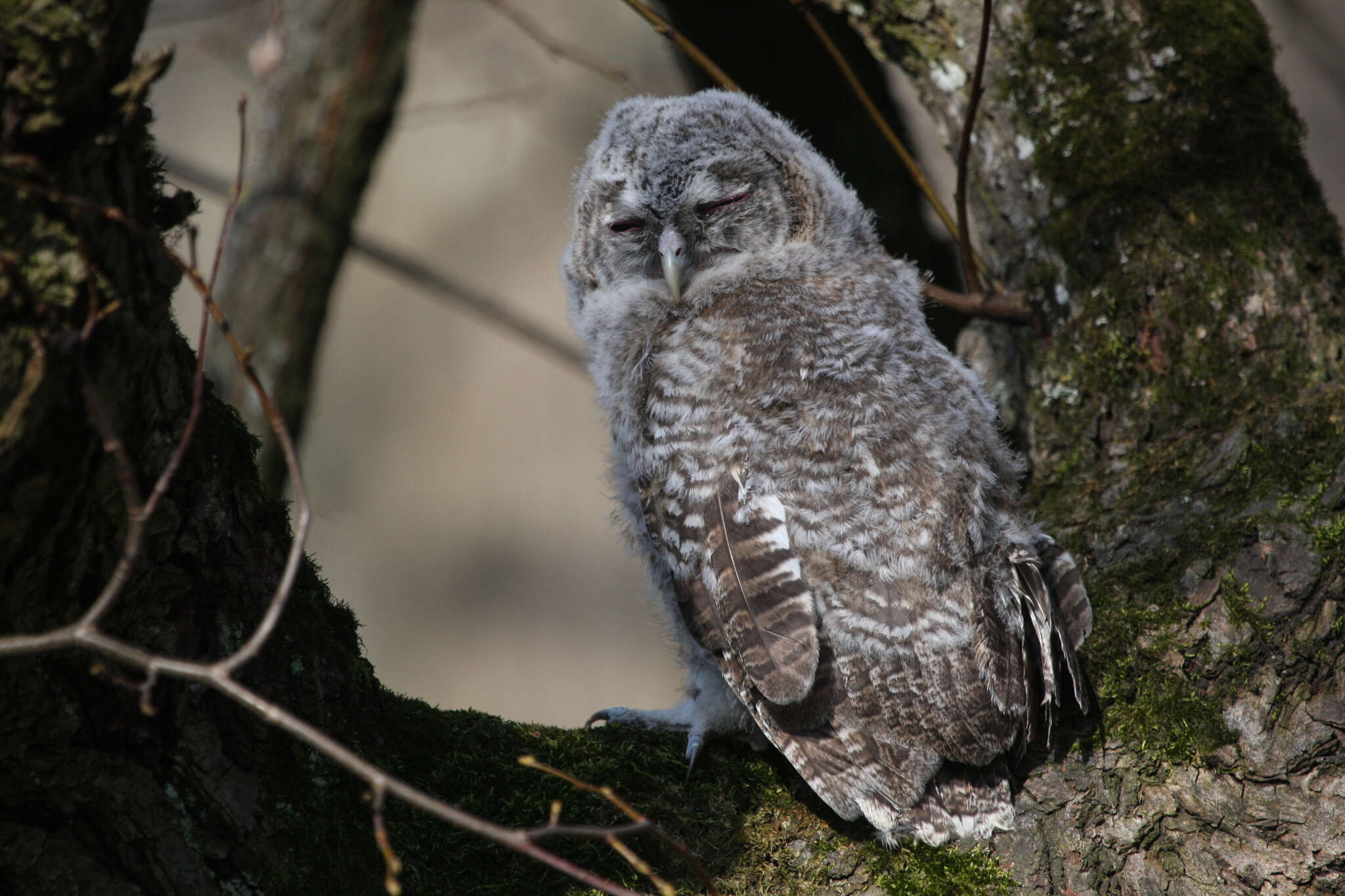 Image of Tawny Owl