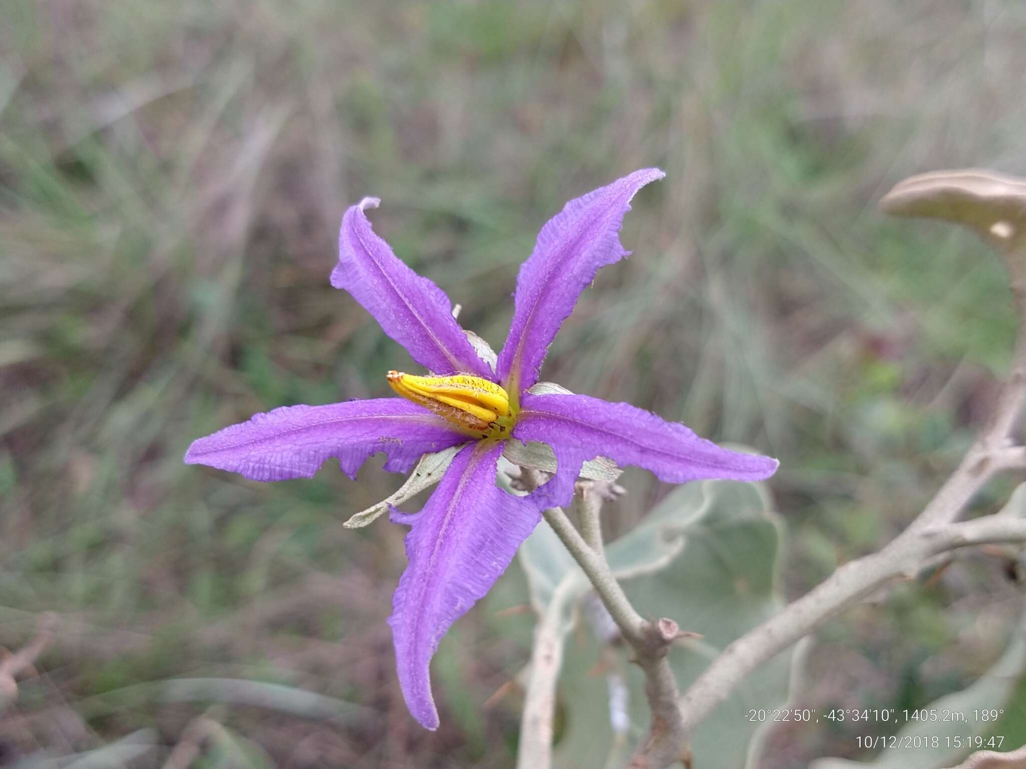 Image of Solanum lycocarpum A. St.-Hil.