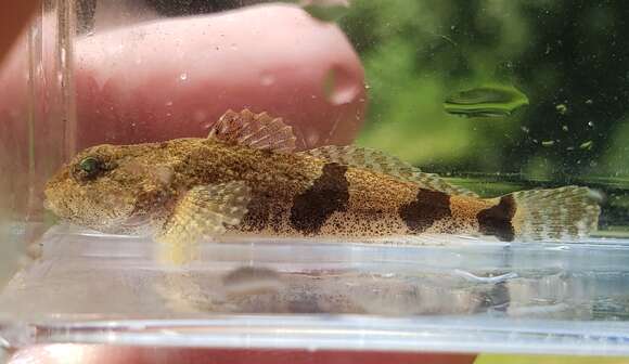 Image of Banded Sculpin