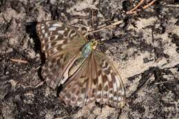 Imagem de Argynnis paphia valesina Esper 1800