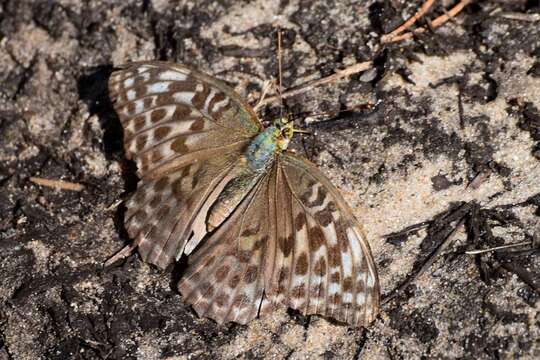 Image of Argynnis paphia valesina Esper 1800