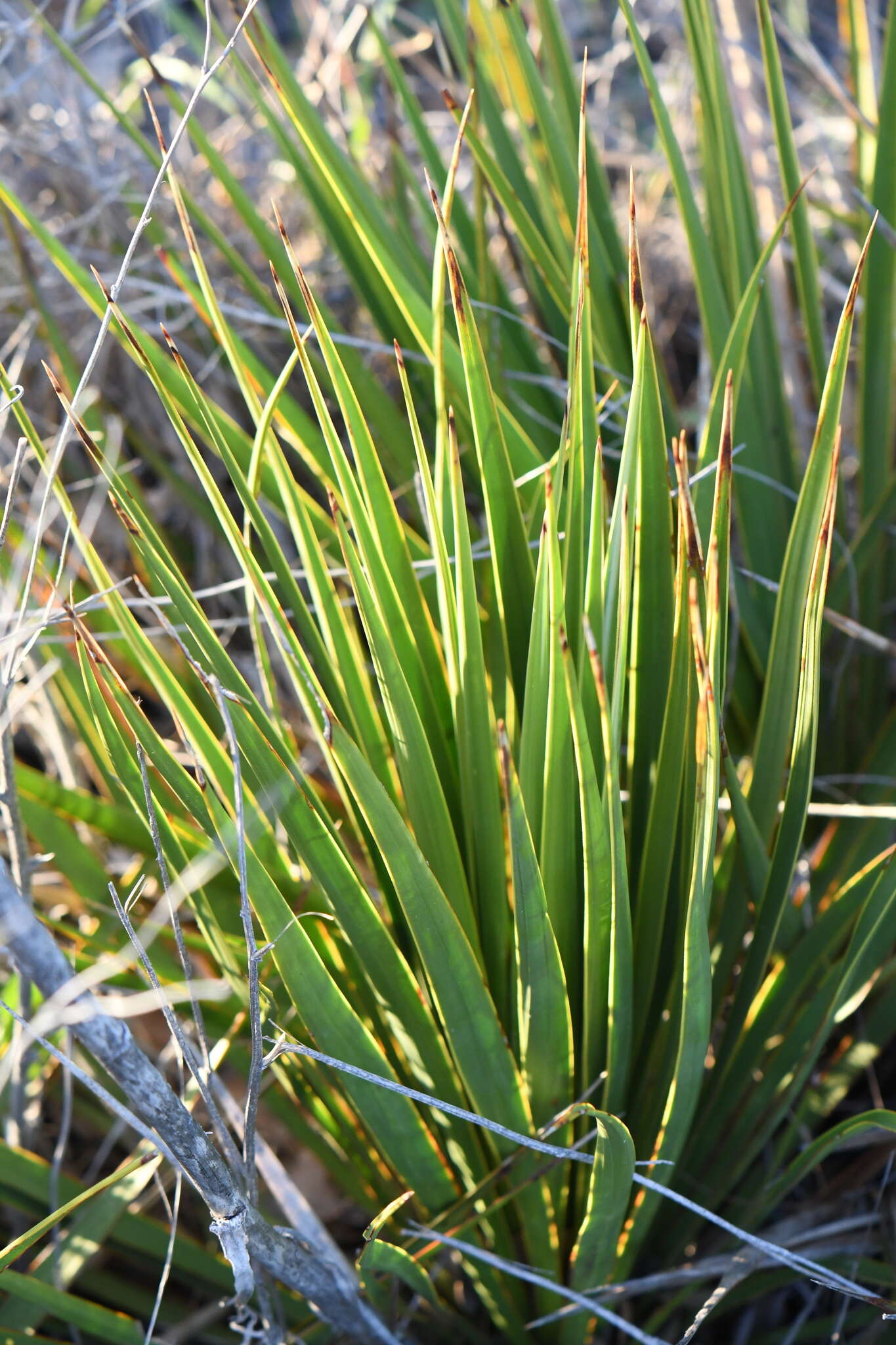 Image of San Angelo yucca