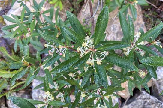 Image of Drimys aromatica (R. Br.) F. Müll.