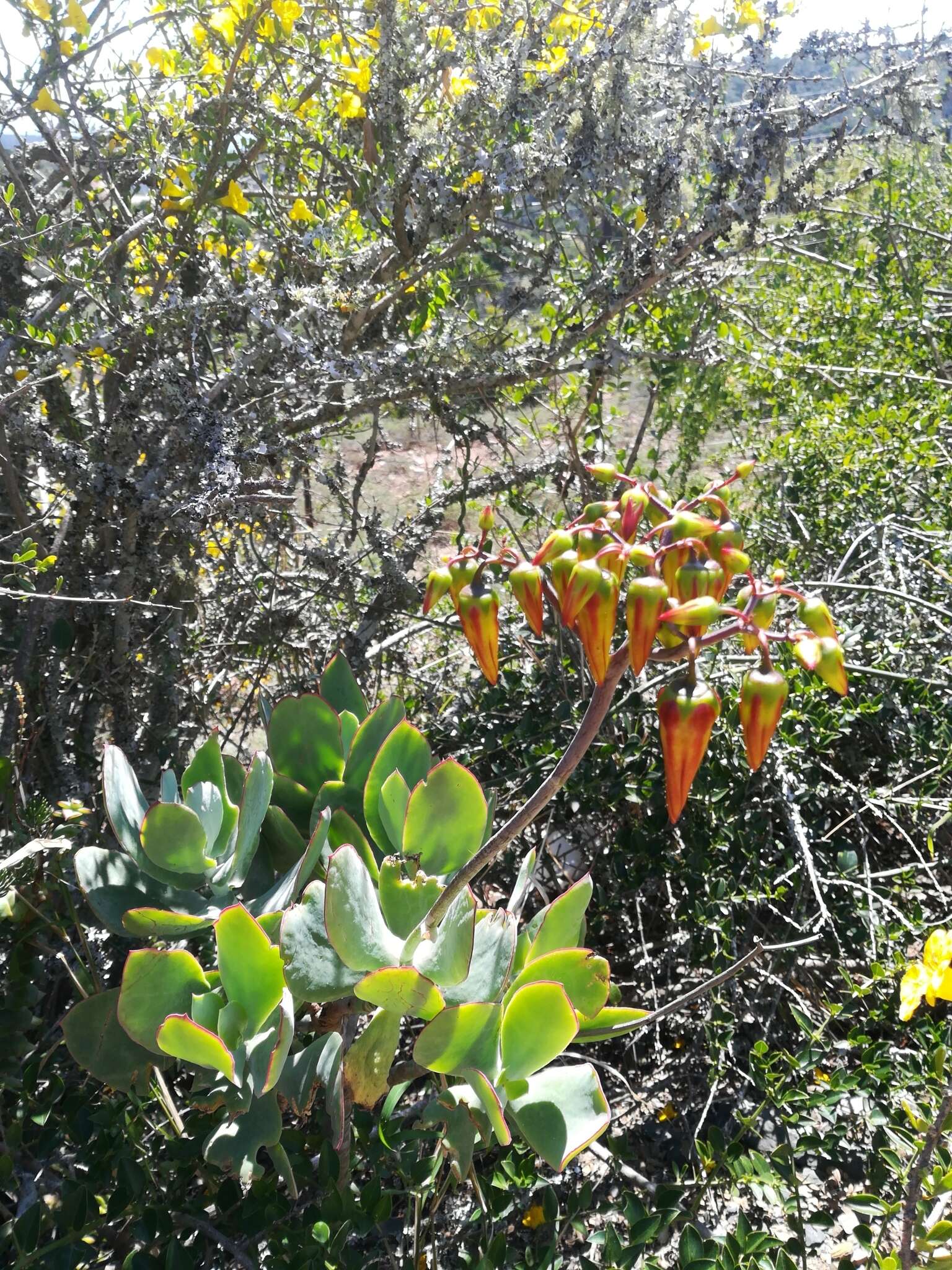 Image of Cotyledon velutina Hook. fil.