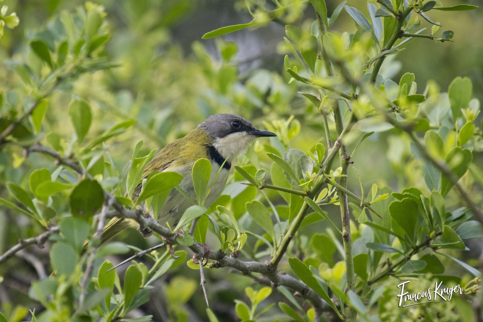 Image of Rudd's Apalis