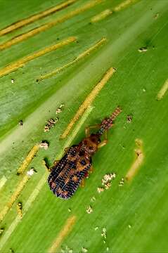 Image of Gonophora pulchella Gestro 1888