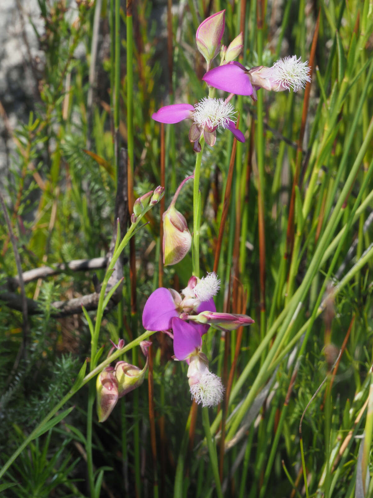 Image of Polygala bracteolata L.