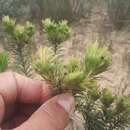 Image of Phylica plumosa var. horizontalis (Vent.) Sond.