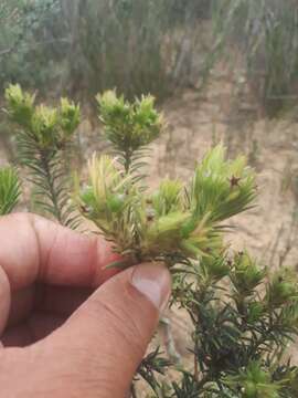 Image of Phylica plumosa var. horizontalis (Vent.) Sond.