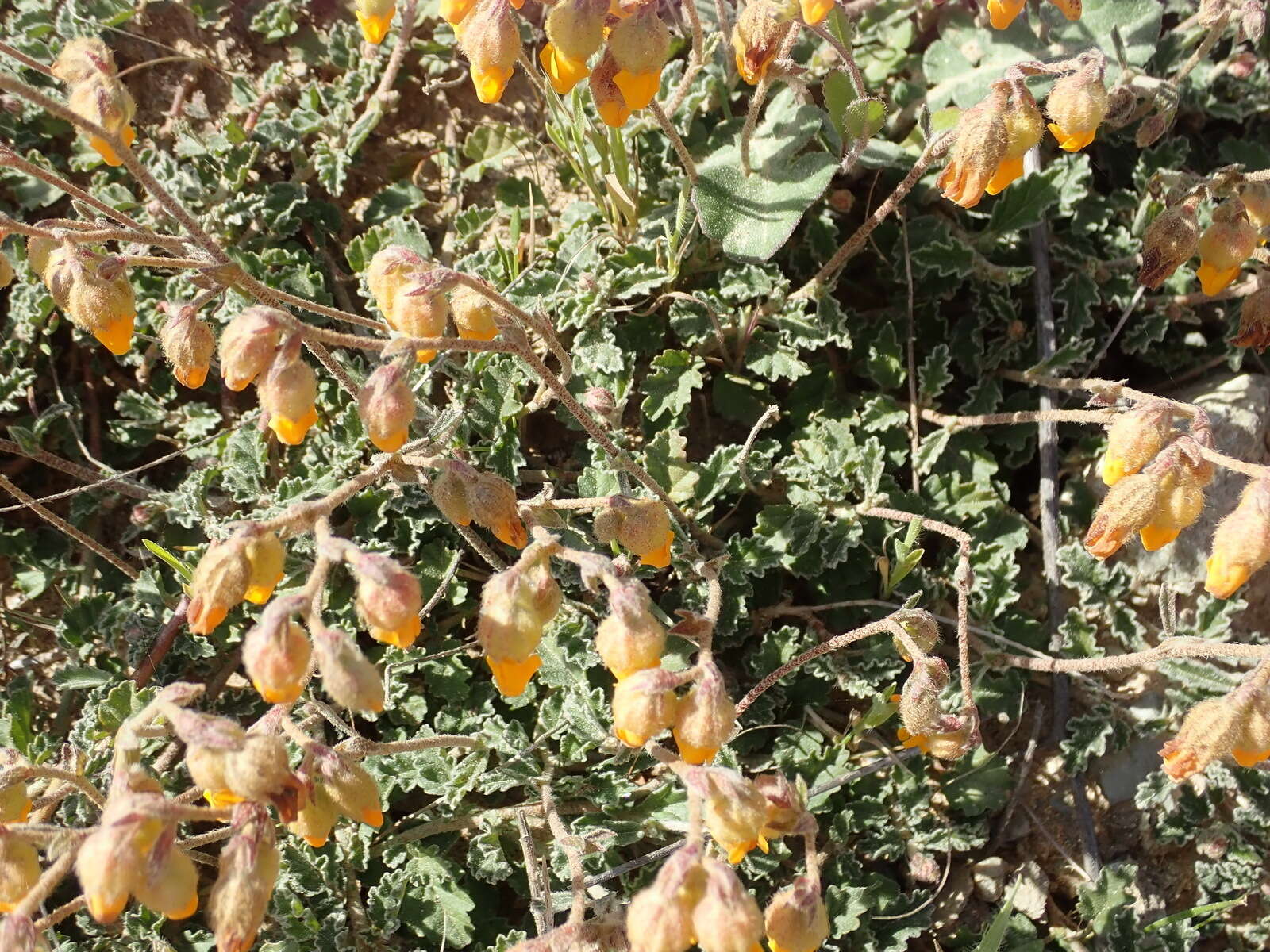 Image of Hermannia decumbens Willd.