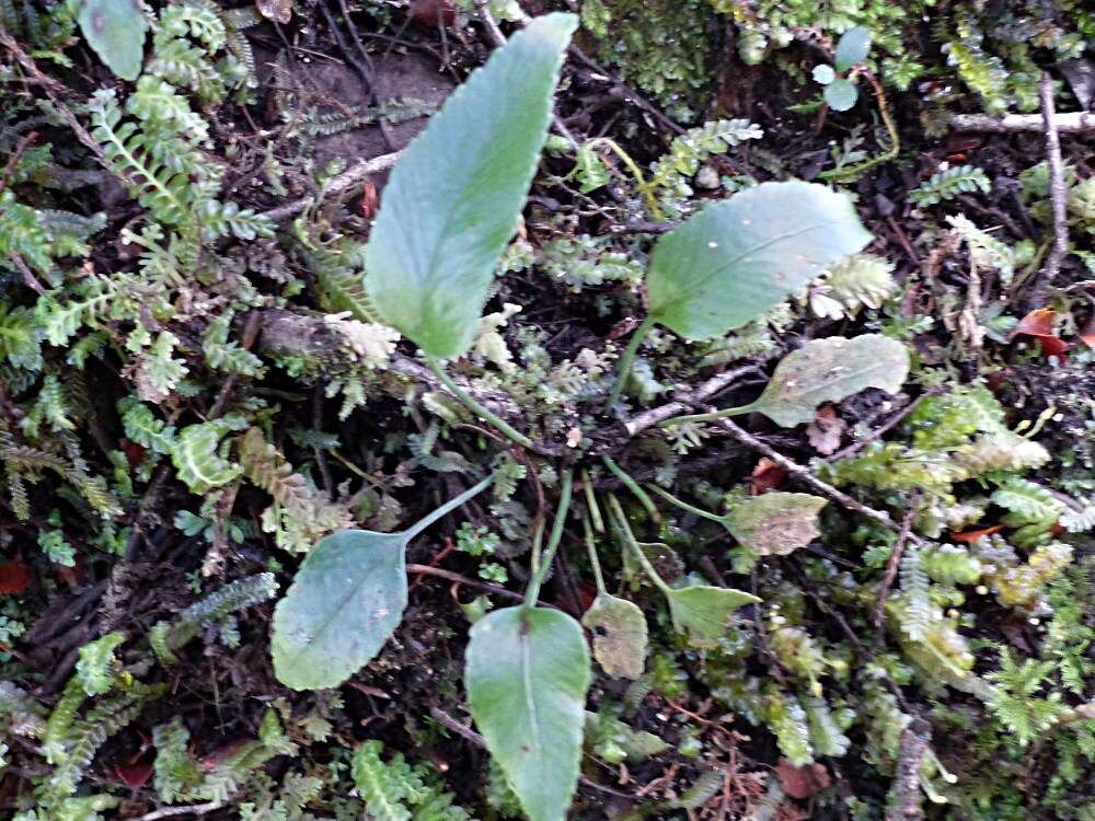 Image de Asplenium lepidotum Perrie & Brownsey