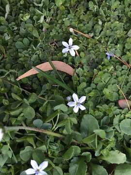 Image de Lobelia pedunculata R. Br.