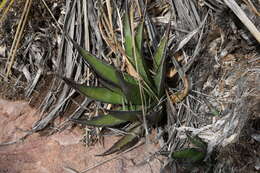 Слика од Agave glomeruliflora (Engelm.) A. Berger