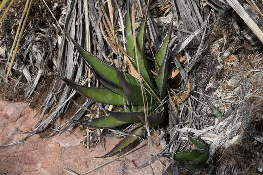 Agave glomeruliflora (Engelm.) A. Berger的圖片