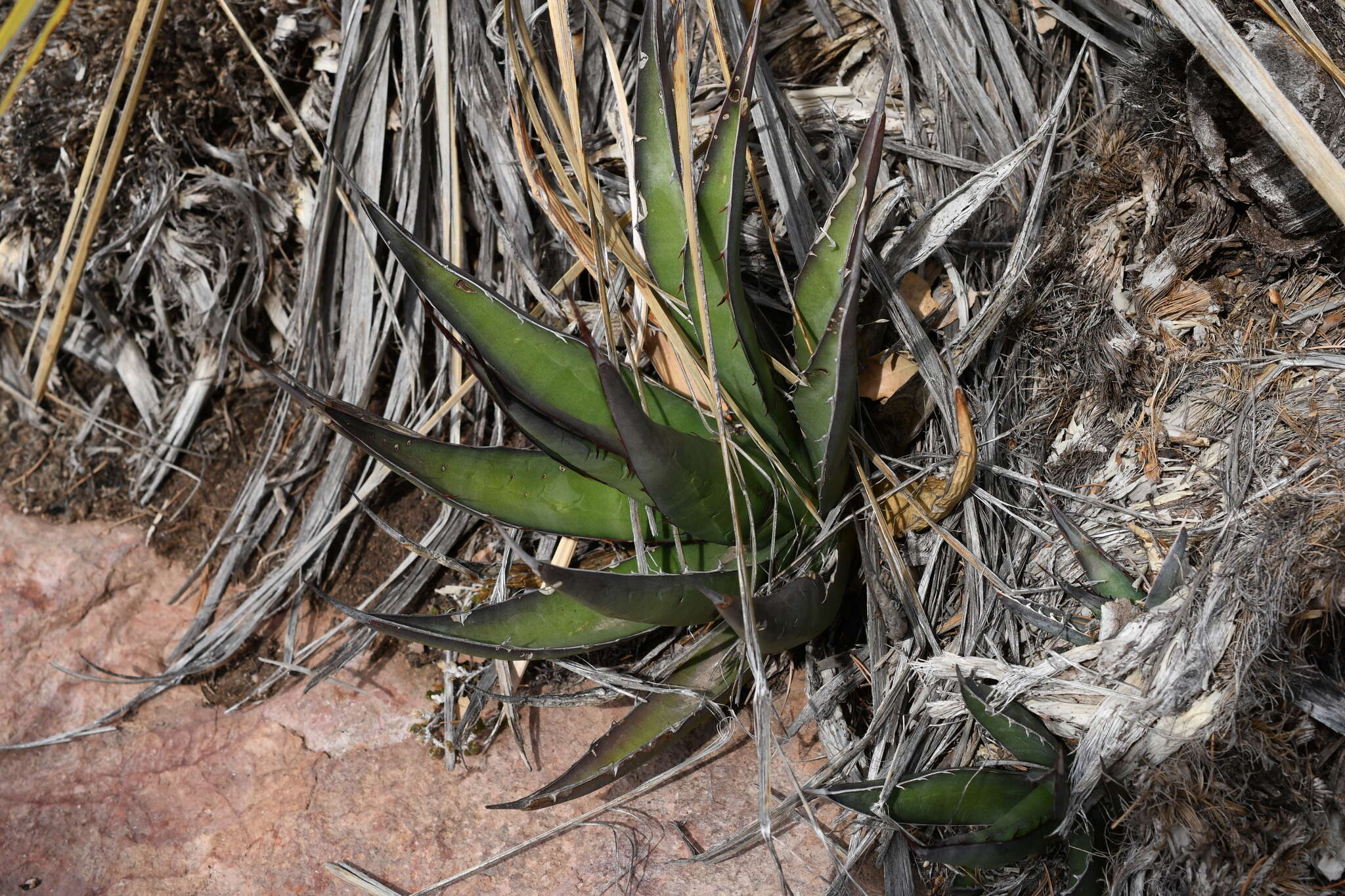 Agave glomeruliflora (Engelm.) A. Berger的圖片