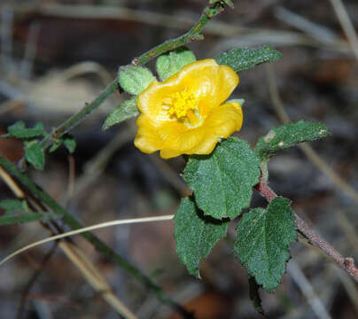 Image of shrubby false mallow