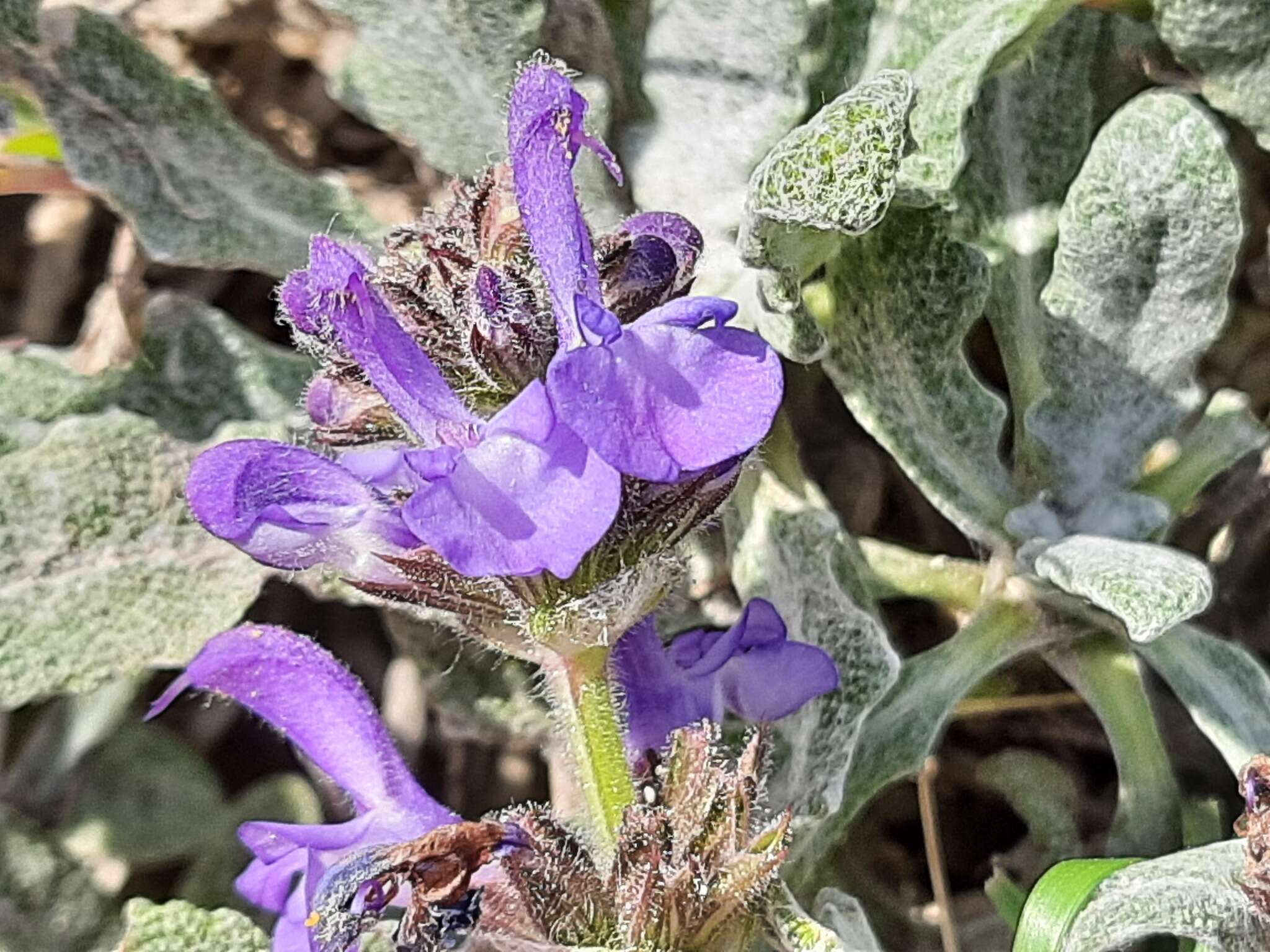 Image of Hoary Salvia