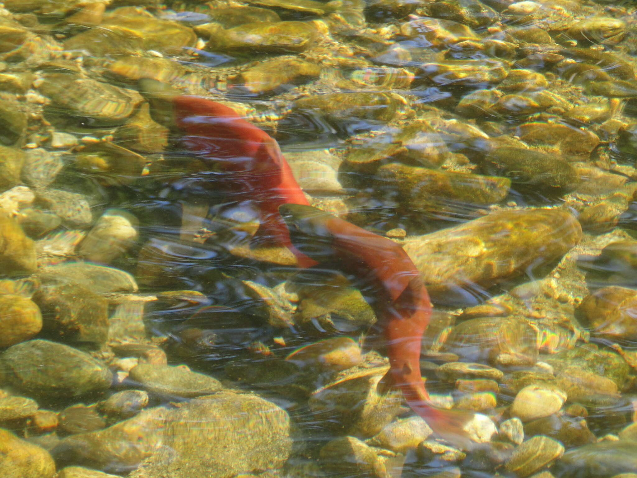 Image of Sockey Salmon