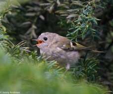 Image of Regulus regulus regulus (Linnaeus 1758)