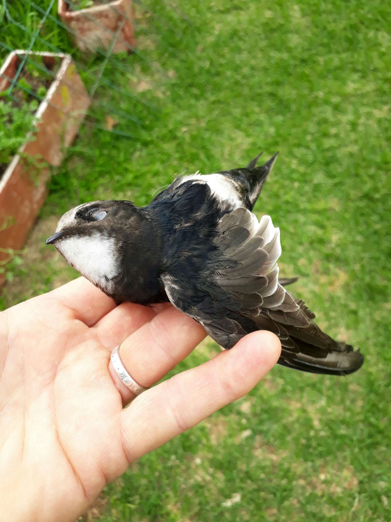 Image of African White-rumped Swift