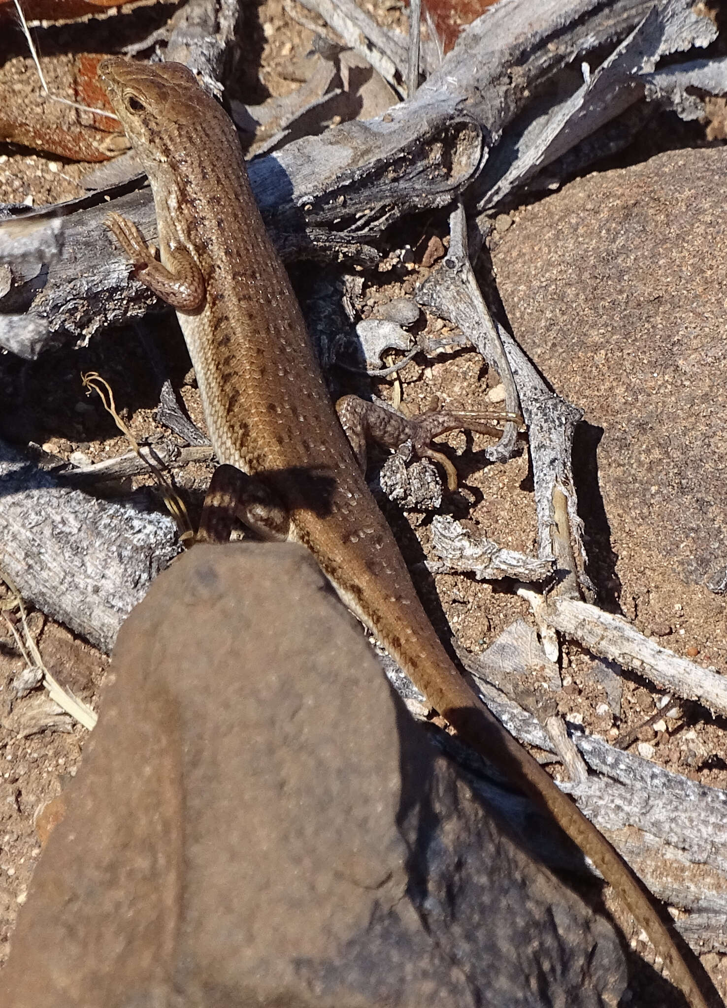 Image de Trachylepis acutilabris (Peters 1862)