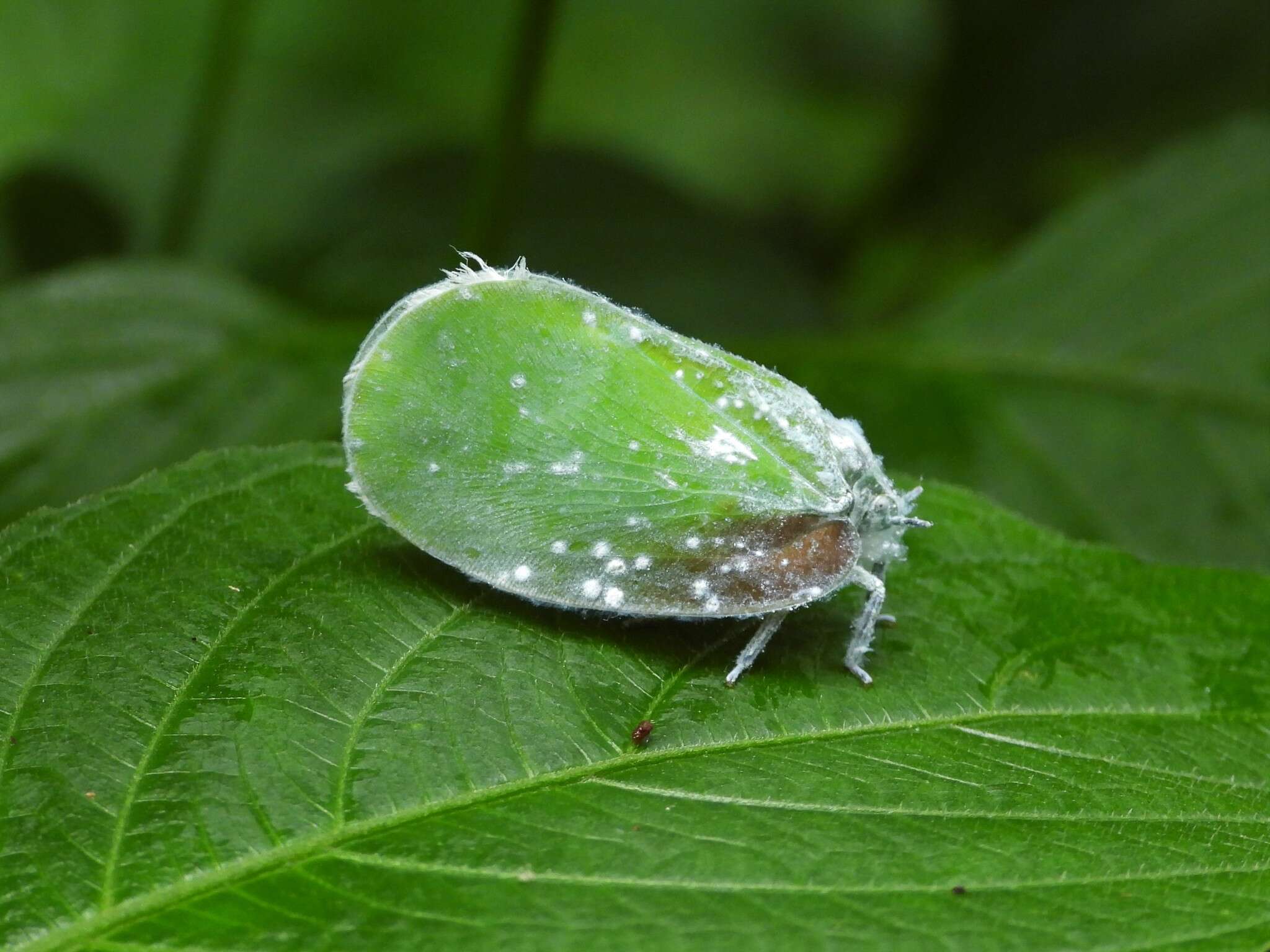 Image of Flatida tricolor (White 1846)