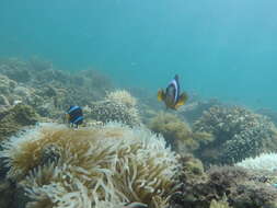 Image of Allard's clownfish