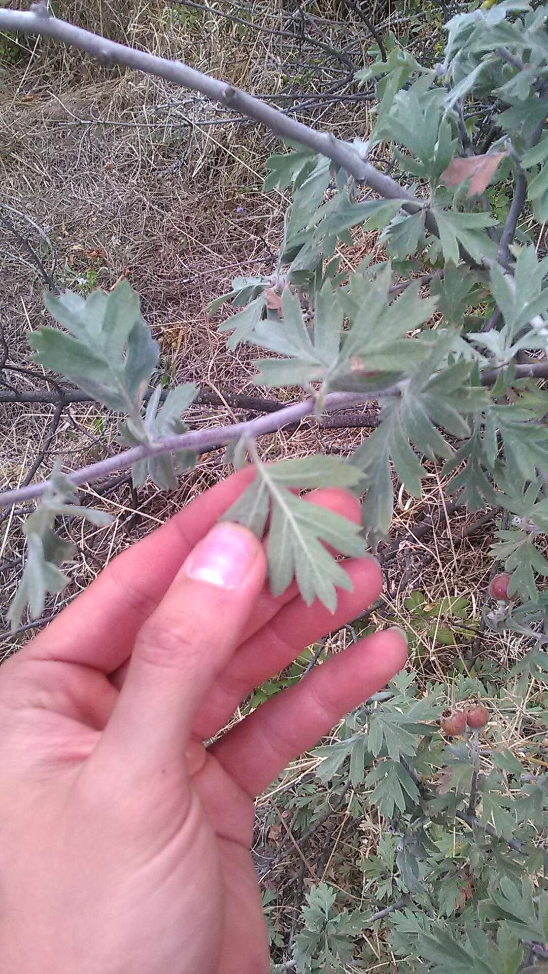 Image of Crataegus orientalis Pall. ex Bieb.