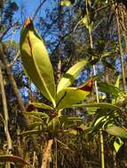 Image of Ternstroemia lineata DC.