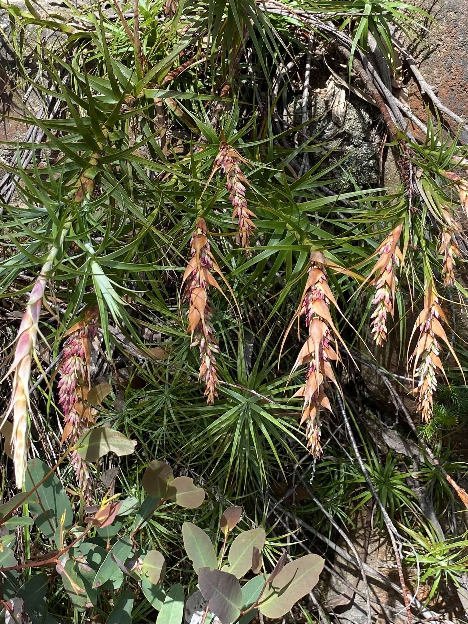 Image of Dracophyllum secundum R. Br.