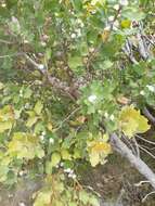 Image of Hakea elliptica (Sm.) R. Br.