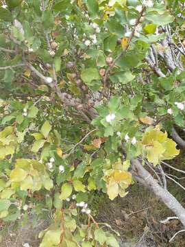 Image of Hakea elliptica (Sm.) R. Br.