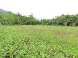 Cyperus nutans var. subprolixus (Kük.) Karth.的圖片