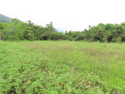 Image of Cyperus nutans var. subprolixus (Kük.) Karth.