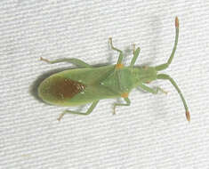 صورة Brotheolus viridis (Distant 1902)