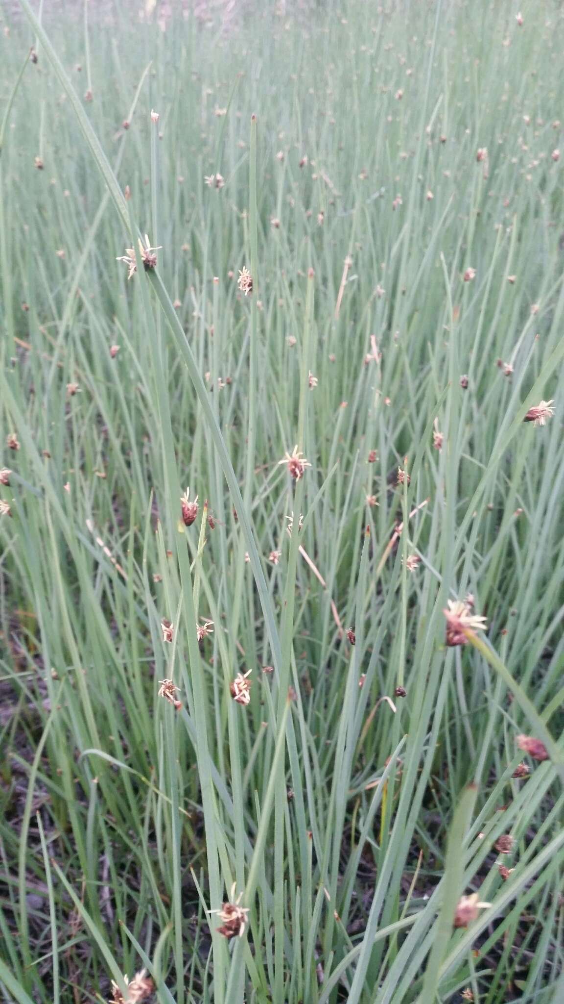 صورة Schoenoplectus pungens var. longispicatus (Britton) S. G. Sm.