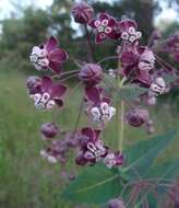 Imagem de Asclepias cordifolia (Benth.) Jepson