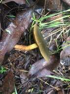 Image of Cortinarius austrovenetus Cleland 1928