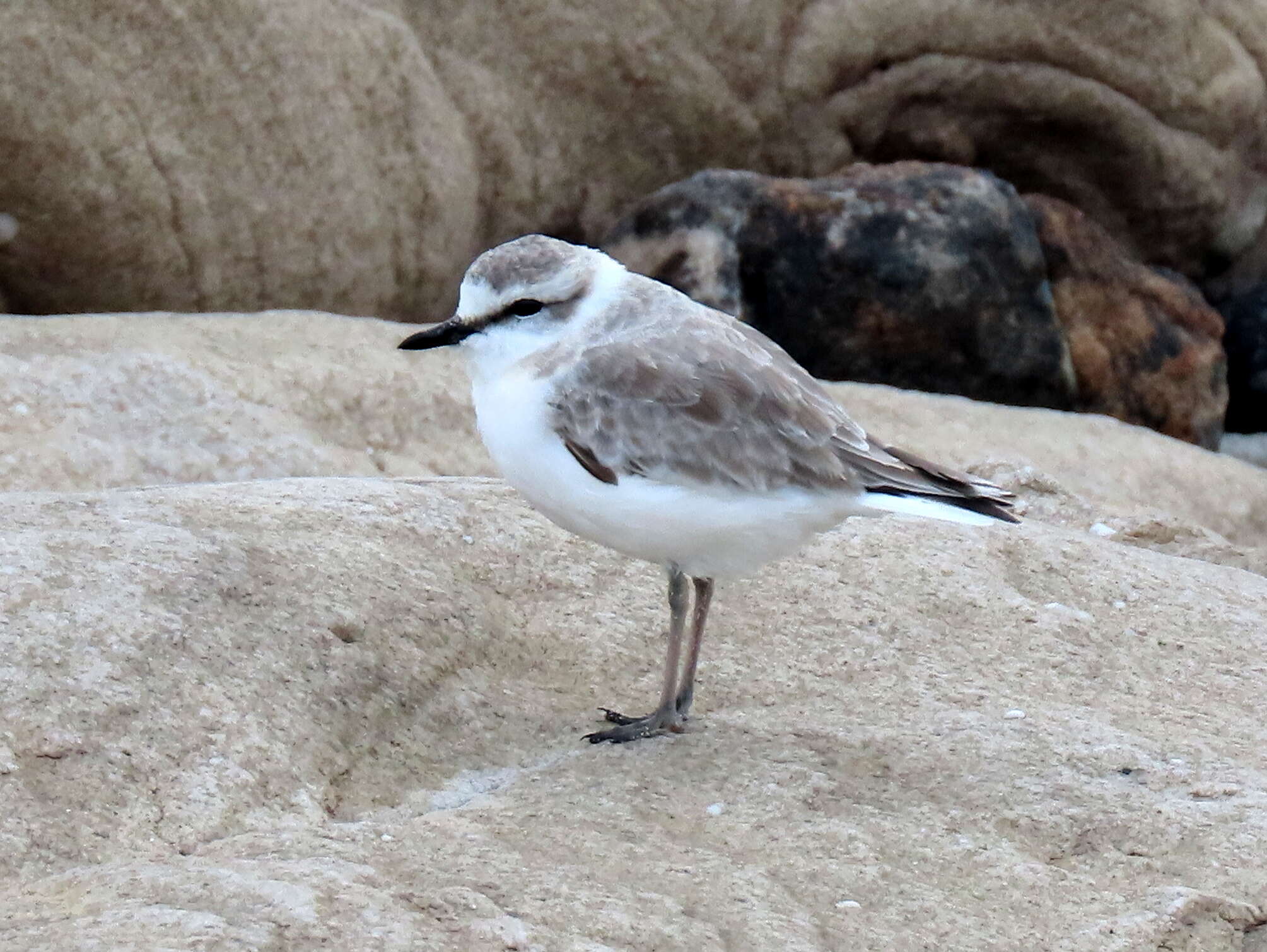 صورة Charadrius marginatus marginatus Vieillot 1818