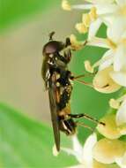 Image of Chalcosyrphus metallicus (Wiedemann 1830)