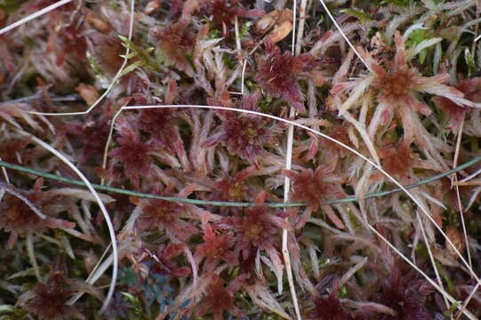 Image de Sphagnum subnitens Russow & Warnstorf 1888