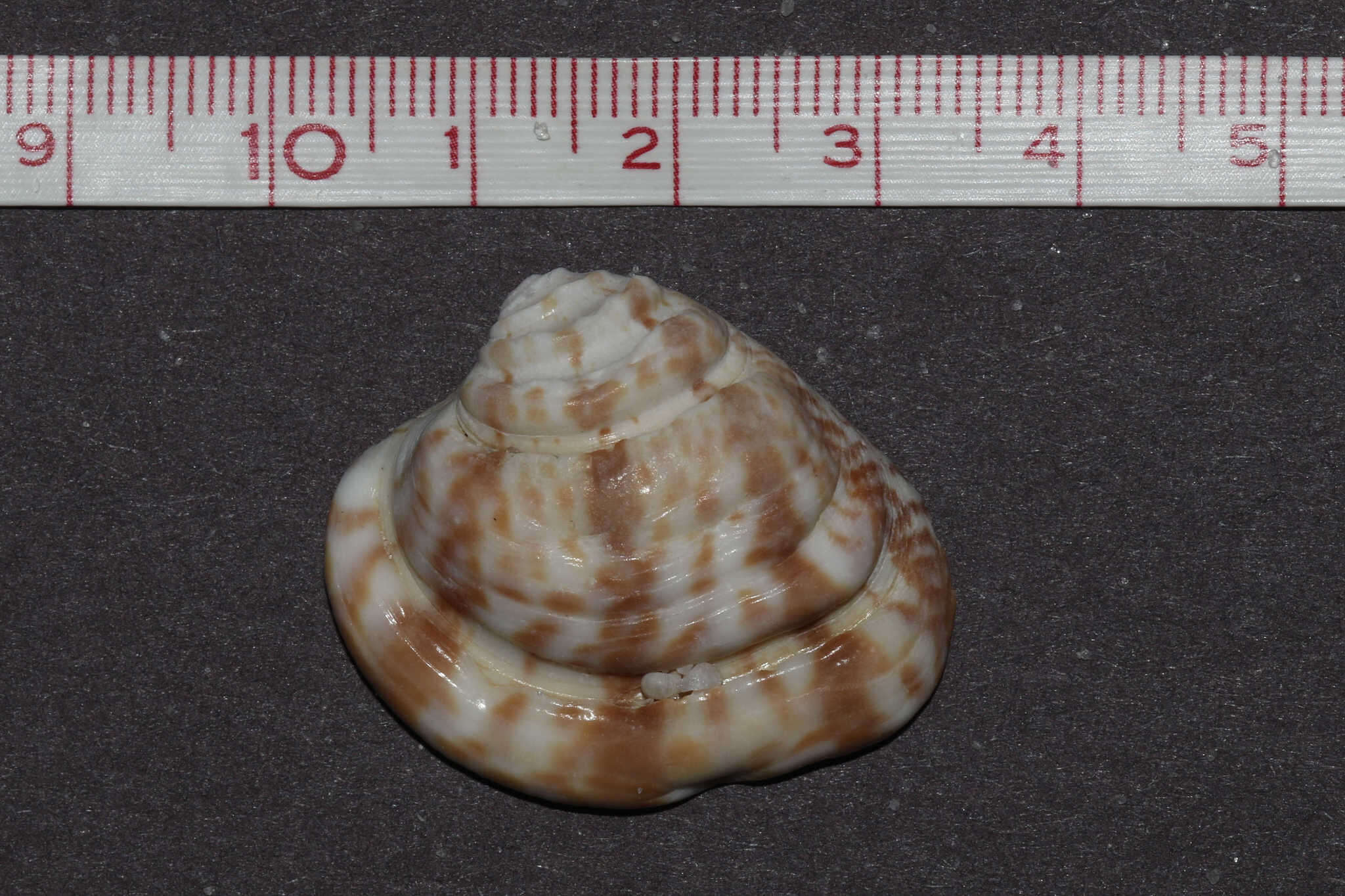 Lirophora varicosa (G. B. Sowerby II 1853) resmi